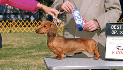 champion dachshund pups